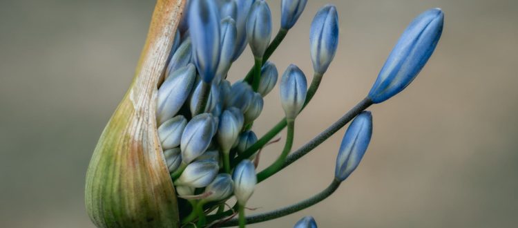 close up photo of blue flower